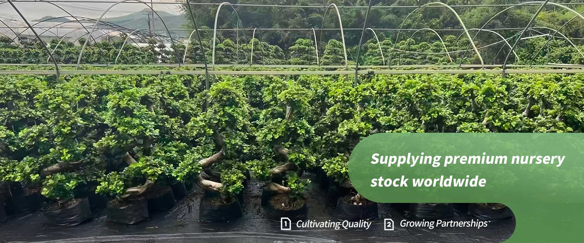 Supplying premium nursery stock worldwide Supplying premium nursery stock worldwide