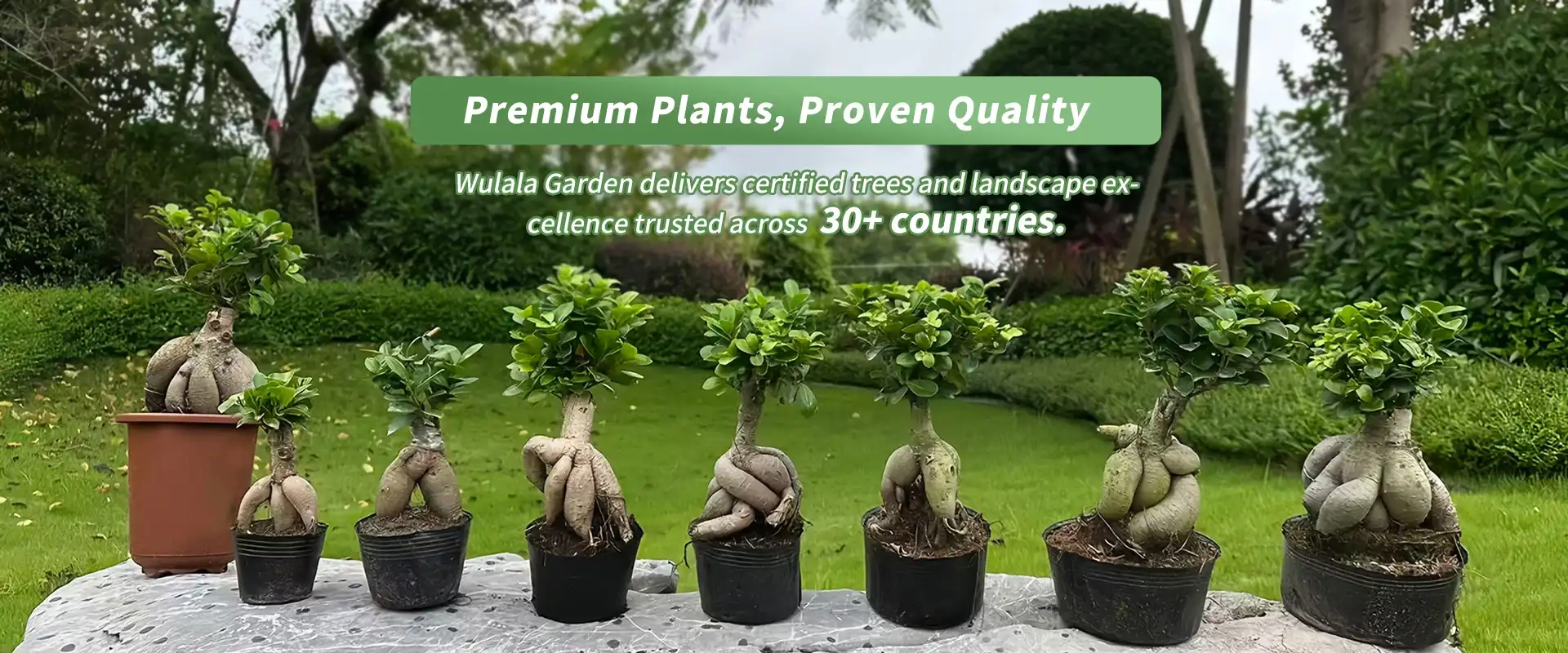 Premium Plants Wulala Garden delivers certified trees and landscape  excellence trusted across  30+ countries.