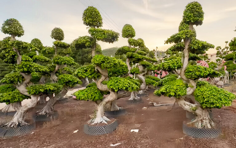 Ficus Winter Care