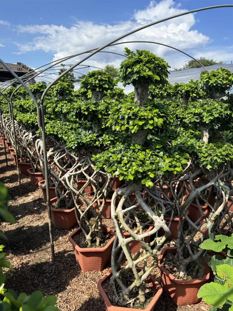 IPM Collaboration Begins