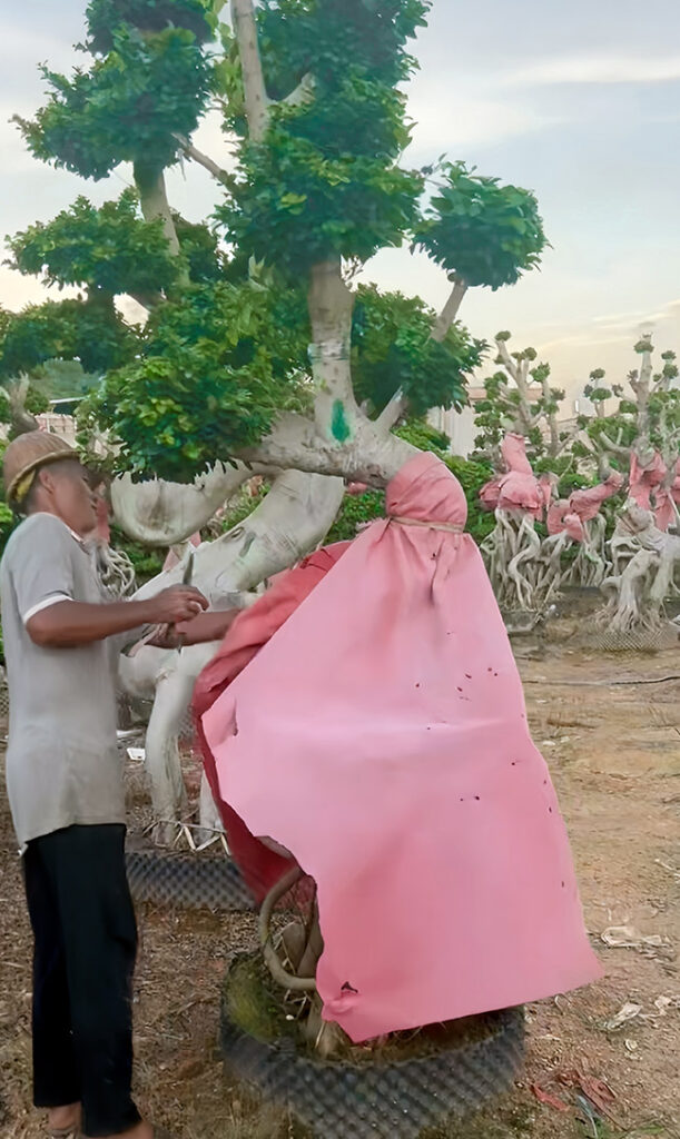 Winter Protection For Ficus