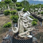 1.3m Hugging A Stone Strange Banyan Tree (1)