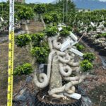 1.3m Hugging A Stone Strange Banyan Tree (2)