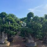 1.6m Aerial Root Ficus Bonsai (1)