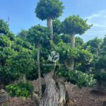 1.6m Aerial Root Ficus Bonsai (2)