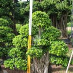 1.6m Aerial Root Ficus Bonsai (3)