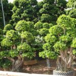 1.6m Aerial Root Ficus Bonsai (4)