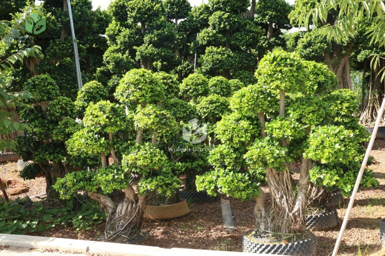 1.6m Aerial Root Ficus Bonsai (4)