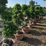 1.7m Tree Shaped Strange Root Banyan Tree (1)