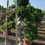 1.7m Tree Shaped Strange Root Banyan Tree (2)