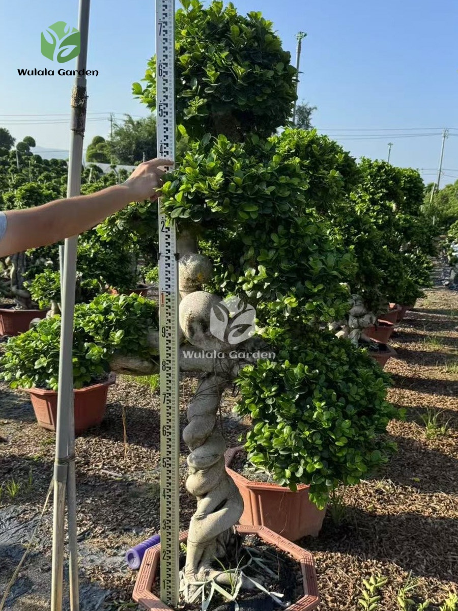 1.7m Tree Shaped Strange Root Banyan Tree (2)