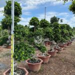 1.7m Tree Shaped Strange Root Banyan Tree (3)