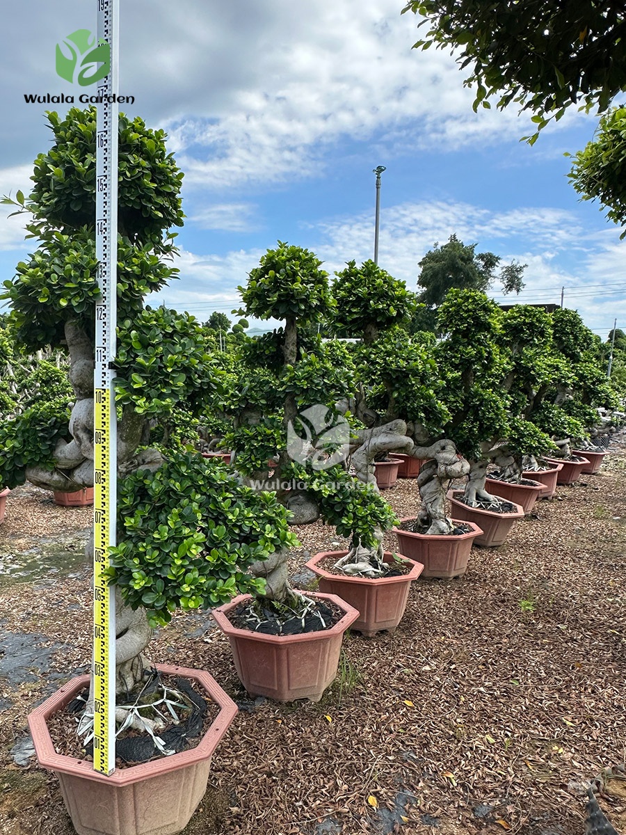 1.7m Tree Shaped Strange Root Banyan Tree (3)