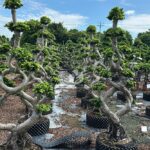 1.8m 8 Shaped Strange Banyan Tree (1)