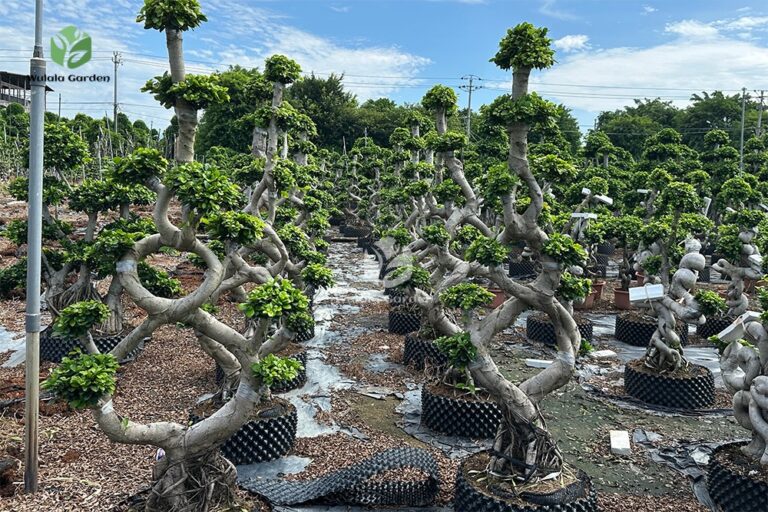 1.8m 8 Shaped Strange Banyan Tree (1)