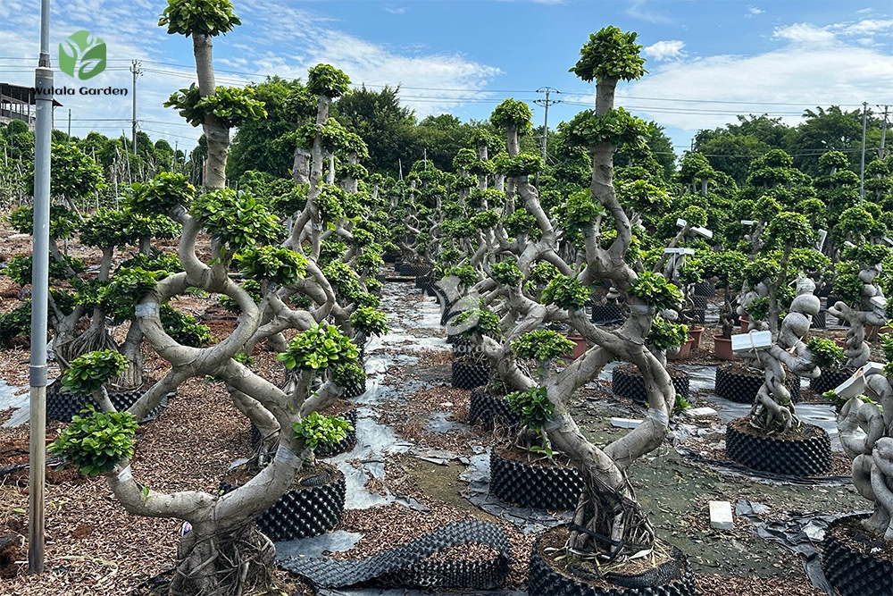 1.8m 8 Shaped Strange Banyan Tree (1)