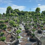 1.8m 8 Shaped Strange Banyan Tree (2)