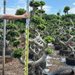1.8m 8 Shaped Strange Banyan Tree (3)