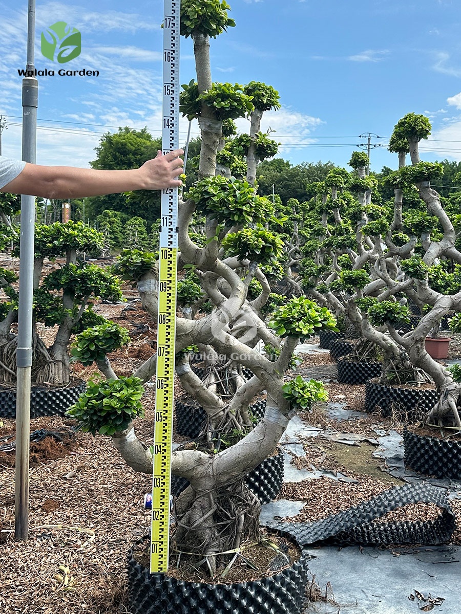 1.8m 8 Shaped Strange Banyan Tree (3)