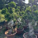 1.8m Hugging A Stone Strange Banyan Tree (1)
