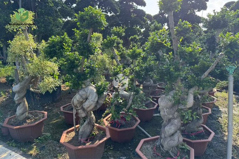 1.8m Hugging A Stone Strange Banyan Tree (1)