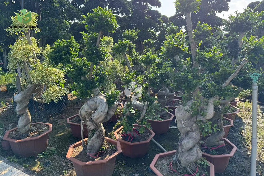 1.8m Hugging A Stone Strange Banyan Tree (1)