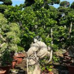 1.8m Hugging A Stone Strange Banyan Tree (2)