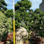 1.8m Hugging A Stone Strange Banyan Tree (3)