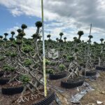 2 Meter Net Shaped Ficus Microcarpa (1)