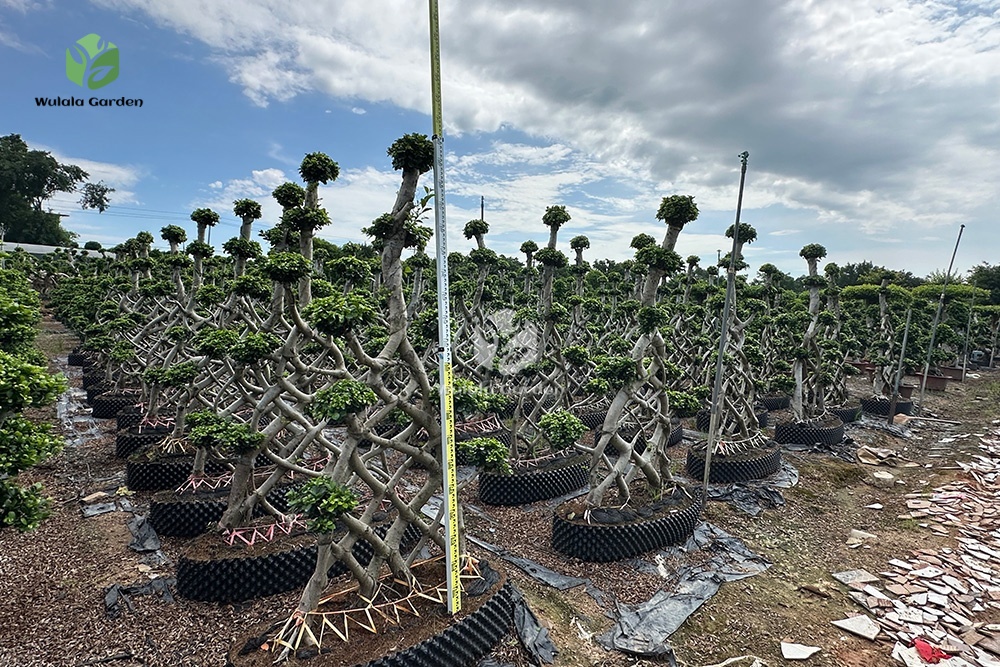 2 Meter Net Shaped Ficus Microcarpa (1) 2 Meter Net Shaped Ficus Microcarpa (1)