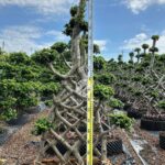 2 Meter Net Shaped Ficus Microcarpa (2)