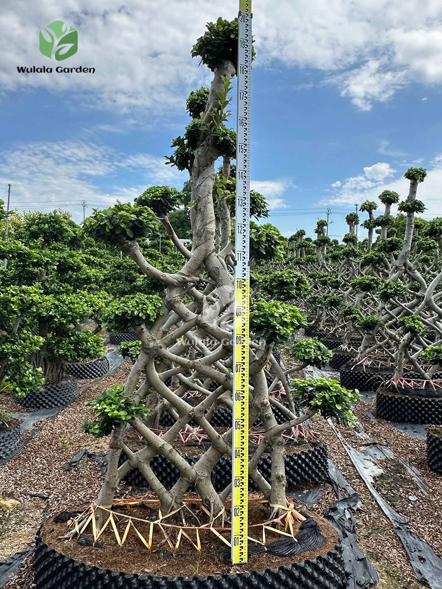 2 Meter Net Shaped Ficus Microcarpa (2)