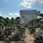 2.4m Map Shape Strange Root Banyan Tree (1)