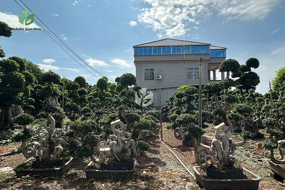 2 2.4m Map Shape Strange Root Banyan Tree (1)