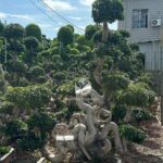 2.4m Map Shape Strange Root Banyan Tree (2)