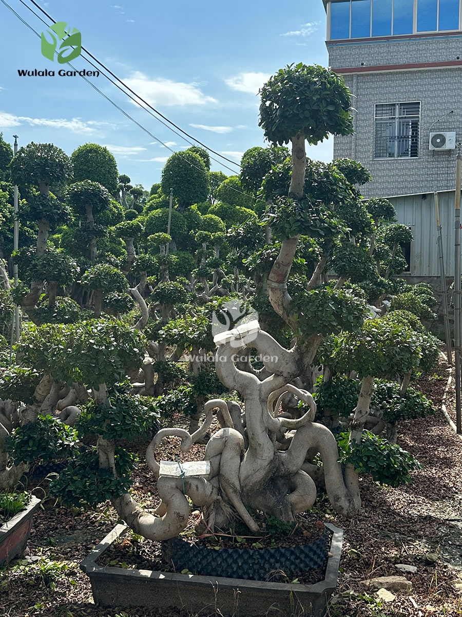 2.4m Map Shape Strange Root Banyan Tree (2)