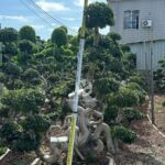 2.4m Map Shape Strange Root Banyan Tree (3)
