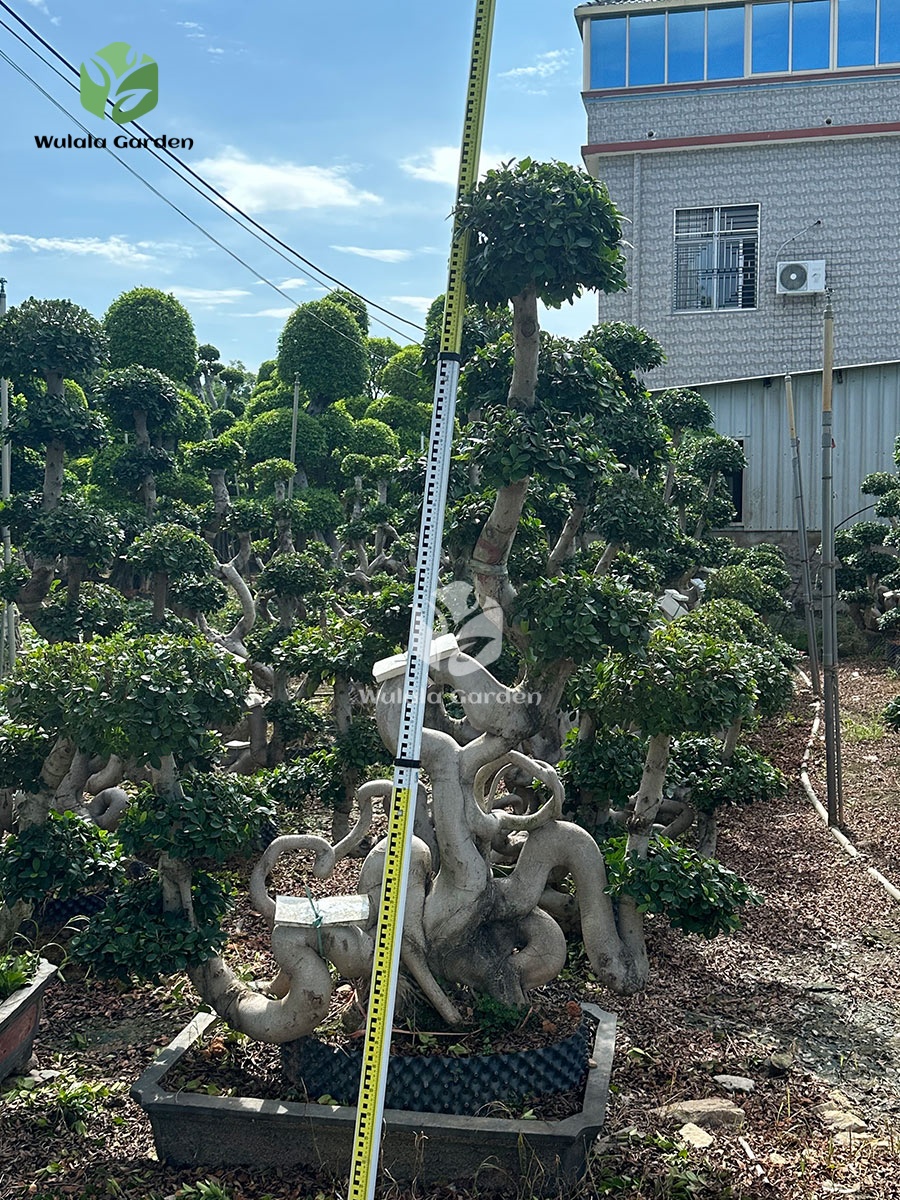 2.4m Map Shape Strange Root Banyan Tree (3)