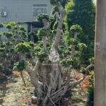2.5m Hair Tie Strange Root Thai Ficus Microcarpa (1)