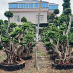 2.5m Hair Tie Strange Root Thai Ficus Microcarpa