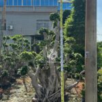 2.5m Hair Tie Strange Root Thai Ficus Microcarpa (2)