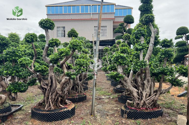 2.5m Hair Tie Strange Root Thai Ficus Microcarpa