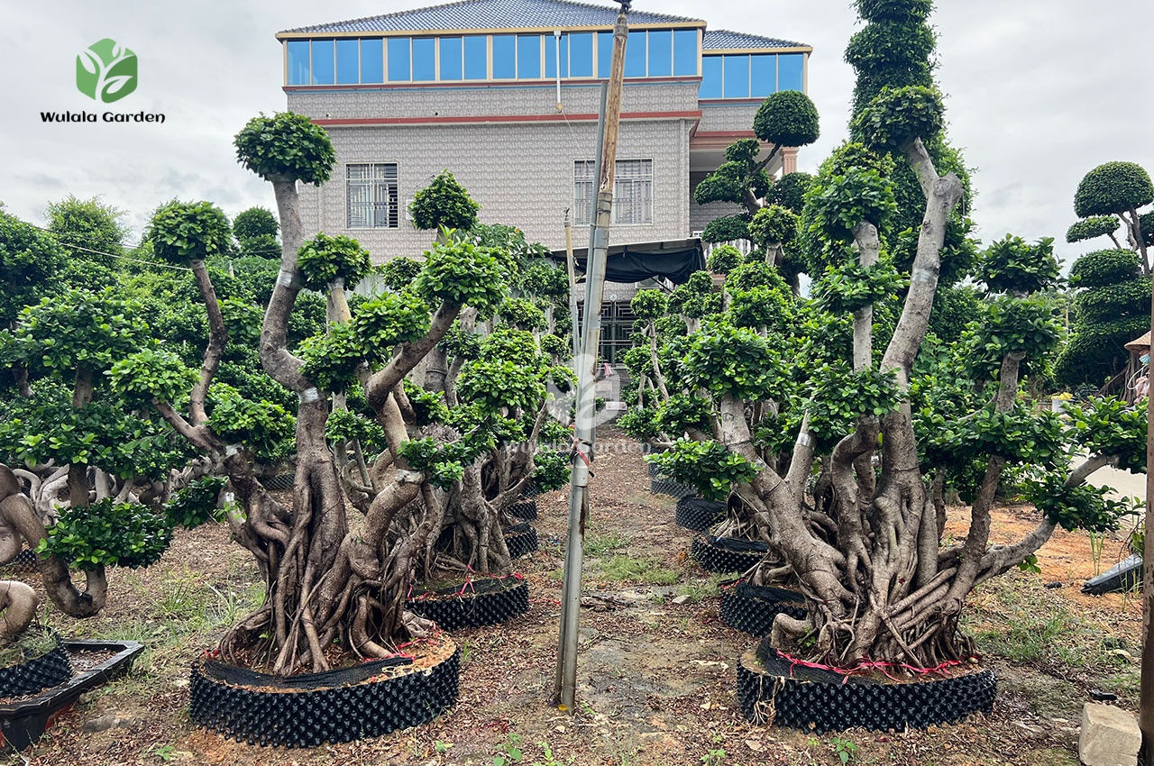 2.5m Hair Tie Strange Root Thai Ficus Microcarpa