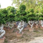2.5m Heart Shaped Ficus Microcarpa Bonsai (1)