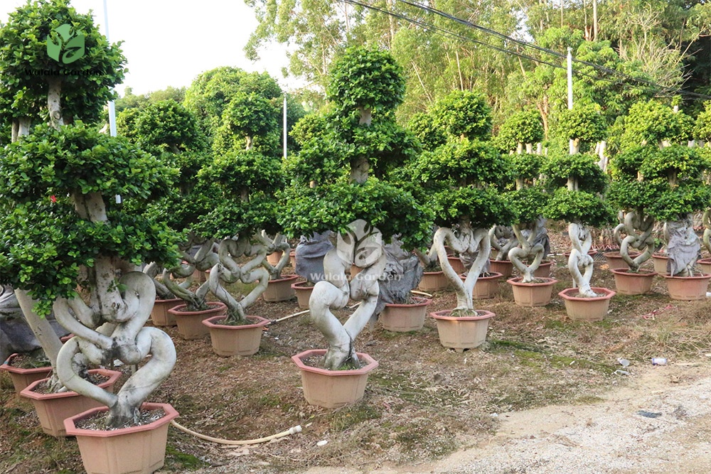 2 2.5m Heart Shaped Ficus Microcarpa Bonsai (1)