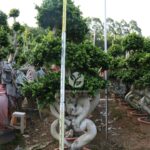 2.5m Heart Shaped Ficus Microcarpa Bonsai (3)