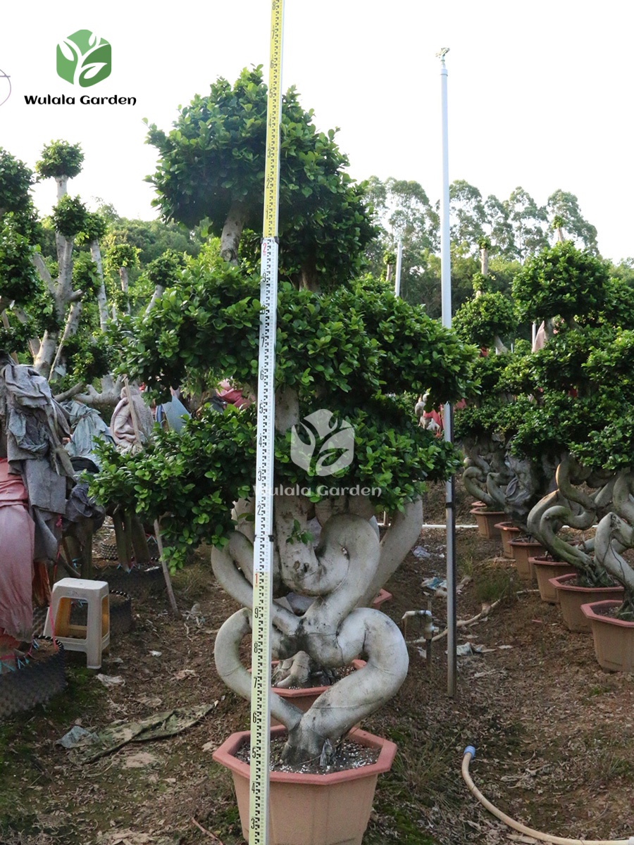 2.5m Heart Shaped Ficus Microcarpa Bonsai (3)