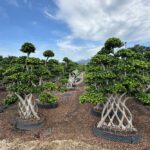 2.5m Net Shaped Ficus Microcarpa (1)