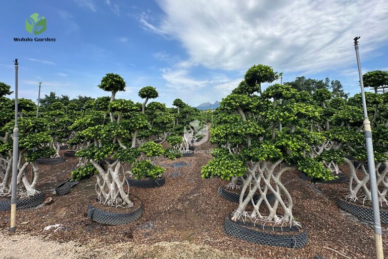 2.5m Net Shaped Ficus Microcarpa (1)