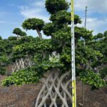 2.5m Net Shaped Ficus Microcarpa (2)